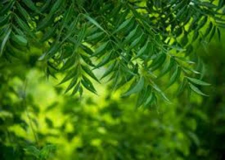 முன்னோர்கள் பயன்படுத்திய வேப்பிலை