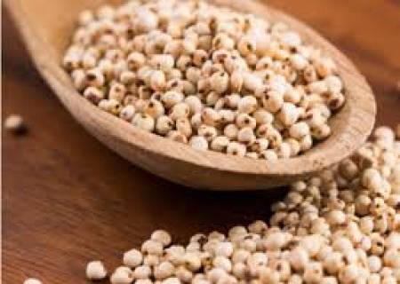 புரதச்சத்து அதிகம் நிறைந்த சோளம்