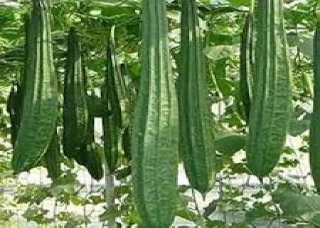 பீர்கங்காய்