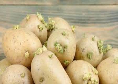 முளைத்த உருளைக் கிழங்கு