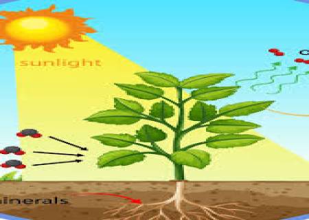 தாவரங்களின் ஒளி பகிர்மானம்.