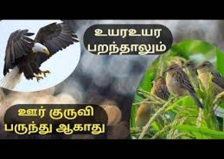 உயர உயர பறந்தாலும் ஊர்க்குருவி பருந்தாகாது.