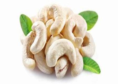 செல்கள் முதிர்ச்சி அடைவதை கட்டுப்படுத்தும் முந்திரி.