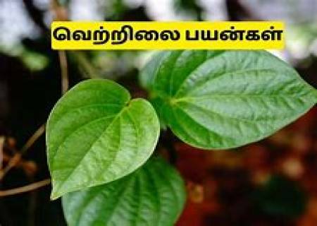 பான் பட்டாவின் (வெற்றிலை) நன்மைகள்