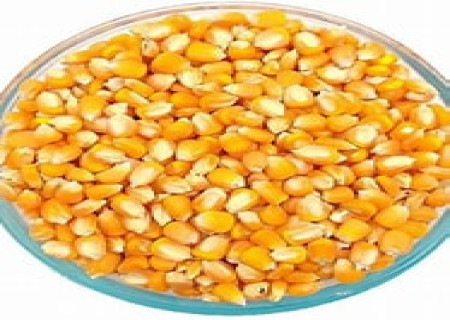 கொலஸ்ட்ராலை குறைக்க உதவும் மக்கா சோளம்