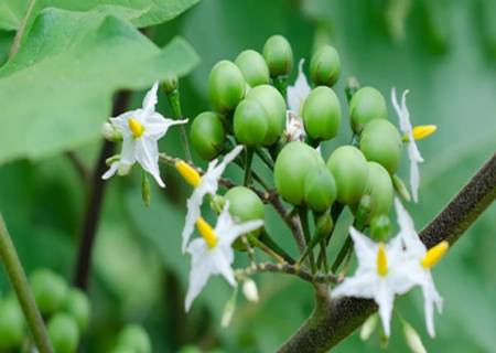 ஹீமோகுளோபின் எண்ணிக்கையை அதிகரிக்கும் உணவுகள்...