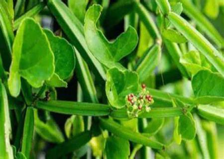 ஞாபக சக்தியை அதிகரிக்கும் பிரண்டை 