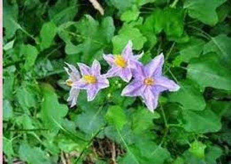 கண் குறைபாடுகள் நீங்க தூதுவளை.