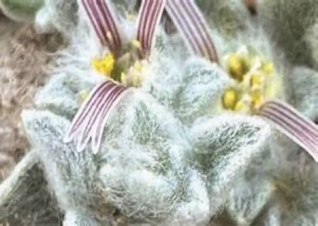 புதுவகையான தாவரம் உல்லி டெவில் (Wooly devil) 