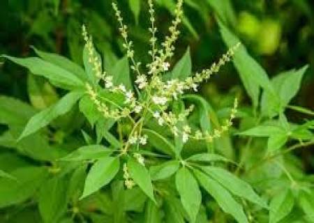 மூட்டுவலி, கால் வலி குணமாக....