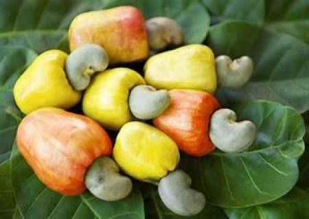 முந்திரி பழம் .