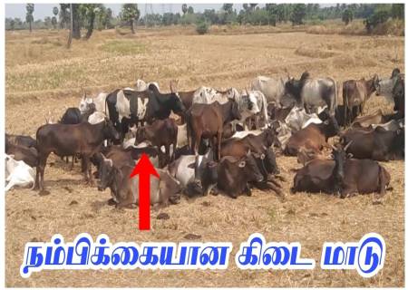 கிடை மாடுகள்