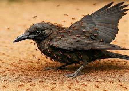 எறும்புகள் காகத்தின் மீது ஃபார்மிக் அமிலத்தைத் தெளிக்கின்றன.