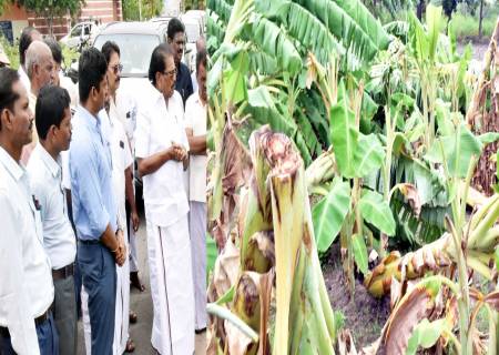 பலத்த காற்றினால் சேதமடைந்துள்ள வாழை மரங்களை நேரில் சென்று  வருவாய் மற்றும் பேரிடர்மற்றும் மேலாண்மைத்துறை அமைச்சர் பார்வையிட்டு ஆய்வு செய்தார்.