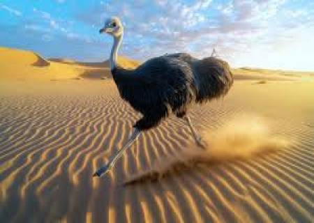 நெருப்புக்கோழிமணிக்குசுமார் 80 கிலோமீட்டர்வேகத்தில்ஓடும்.