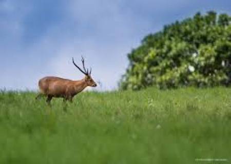 மேற்கு தொடர்ச்சி மலையடிவார வனப்பகுதியில் தொடரும் மான்வேட்டை …