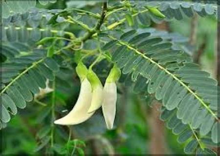 இரும்பு சத்து அதிகம் உள்ள அகத்திக்கீரை.