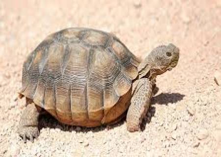 ஆமை மெதுவாக செல்லும் உயிரினம்.