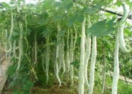 உடலுக்கு குளிர்ச்சியைத் தரும் புடலங்காய்  .