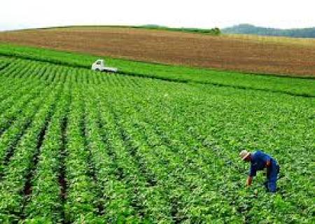 தழைத்து வளரும் கீரைகள் விவசாயம் .