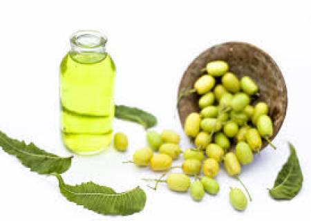 இயற்கையான ரத்தசுத்திகரிப்புமருந்து வேப்பம்பழம்.