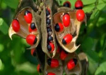 கால் கருப்பு, முக்கால் சிகப்பு, உடைத்தால் பருப்பு, தின்றால் துவர்ப்பு