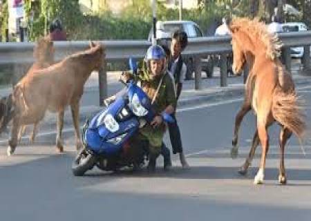 சாலையில் திடீரெனக் குறுக்கே ஓடிவந்த குதிரைகள் ஸ்கூட்டரில் மோதிச் சரிந்த தாய், பள்ளிச் சிறுவர்கள்