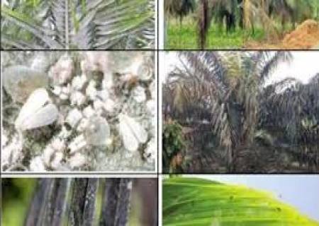 தென்னையை தாக்கும் சாறு உறிஞ்சி பூச்சிகளான ரூகோஸ் வெள்ளை ஈக்கள் .