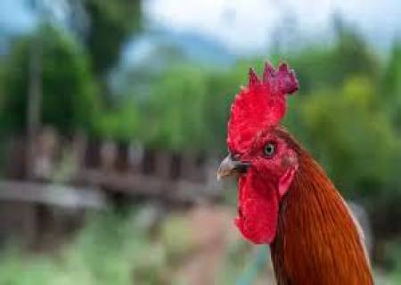 பூ இருந்தும், பறப்பதில்லை. அது என்ன?