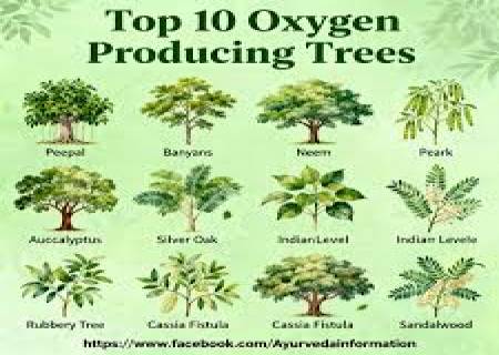 அதிக ஆக்சிஜனை உற்பத்தி செய்யும் மரங்கள் .