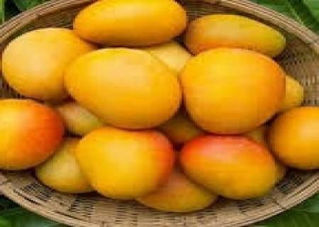 மாம்பழங்களின் வரத்து அதிகரித்து உள்ளது, ராஜபாளையம் பகுதிகளில் …..