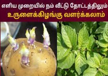 வீட்டிலேயே உருளைக்கிழங்கு வளர்ப்பதற்கான சுருக்கமான வழிகாட்டி 