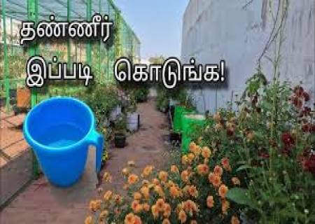 செடிகளுக்கு தண்ணீர் ஊற்றும் சரியான நேரம் & முறை.