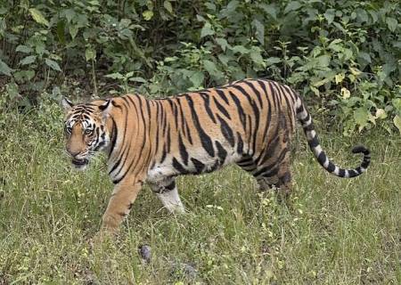 மேற்கு தொடர்ச்சி மலையில் வறட்சி: தண்ணீருக்காக தவிக்கும் வனவிலங்குகள்.