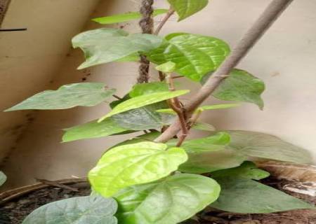 வெற்றிலை கொடி வளர்ப்பதற்கான வழிமுறைகள்:
