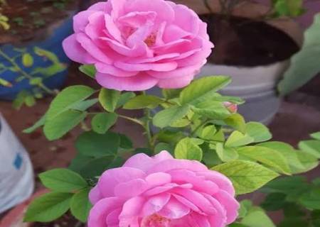 சரும பொலிவு மற்றும் நிறம் மேம்பட பன்னீர் ரோஸ் (Paneer Rose) .