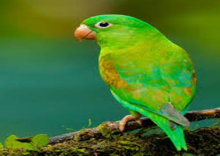 எந்தப் பறவை மனிதர்கள் பேசுவதைப் போலவே திருப்பிப் பேசும்?