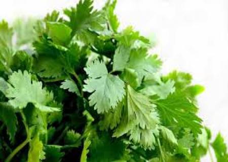 குழம்போ, பொரியலோ, அடுப்பில் இருக்கும் போது கொத்தமல்லி இலையை போடக்கூடாது.