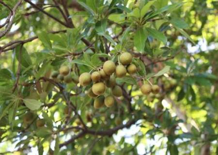 தமிழகத்தின் மழை பாதுகாப்பில் இலுப்பை மரத்தின் பங்கு என்ன?