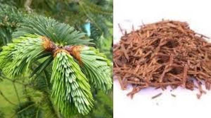 உள்ளுறுப்புகளை சுத்தம் செய்யும் தாளிசபத்திரி இலைகள்.