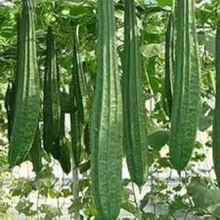 பீர்கங்காய்