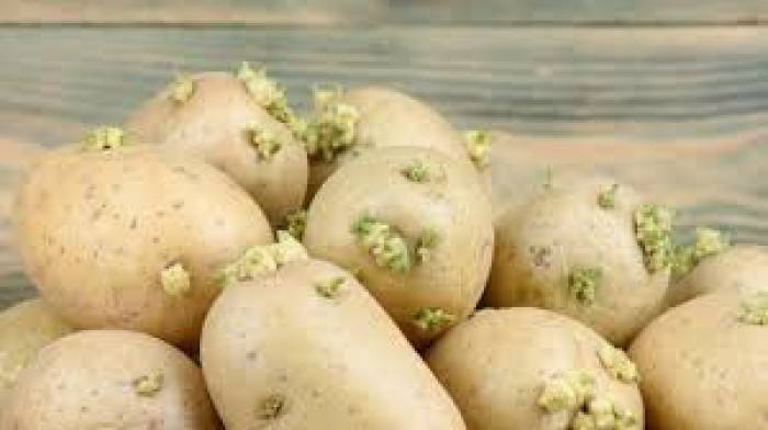 முளைத்த உருளைக் கிழங்கு