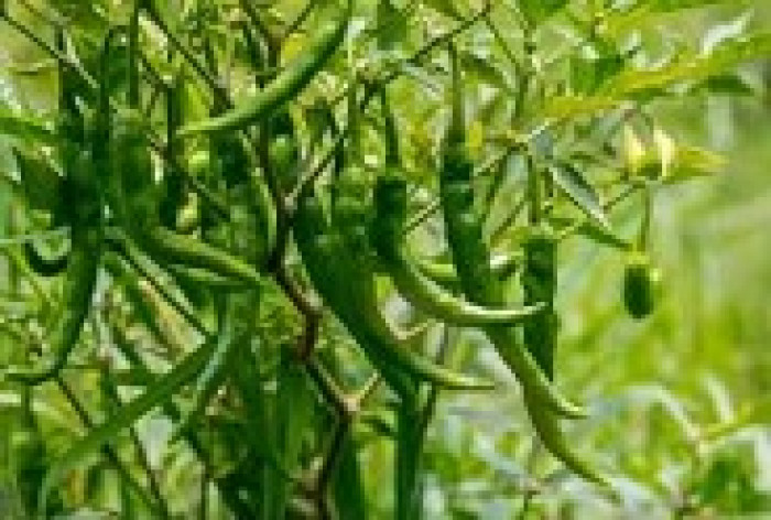 மாடித் தோட்டத்தில் 90 நாட்களில் பச்சை மிளகாய் அறுவடை செய்யலாம்