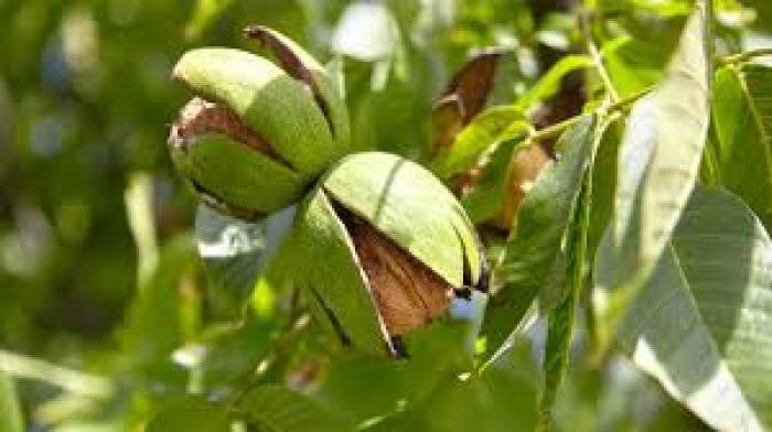 வால்நட் மரம்