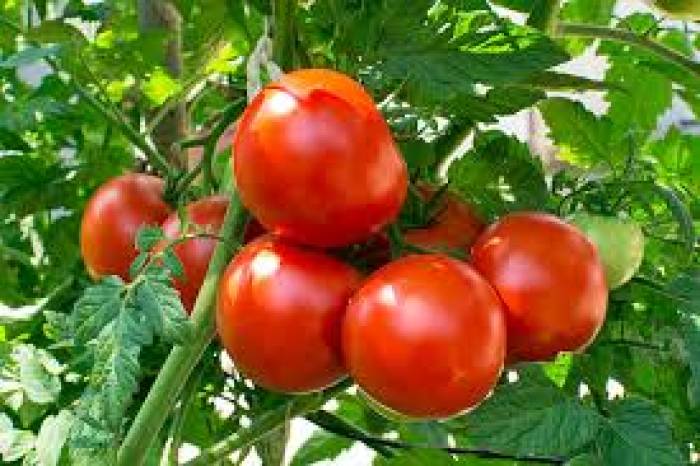 மாடித் தோட்டம் தக்காளி பயிரிடும் முறை.