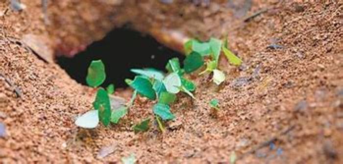 உலகின் முதல் விவசாயி என அழைக்கப்படும் இலை வெட்டி எறும்பு .