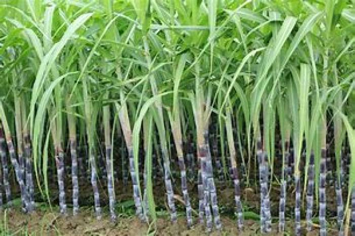 கரும்புக்கு ஊக்கத்தொகை தேர்தல் அறிக்கையில் டன் ஒன்றுக்கு ரூ.4000 வழங்க நட வடிக்கை எனக் கூறி ரூ. 3500  கிடைக்கும் என அறிவிக்கப்பட்டுள்ளது. விவசாயிகள் ஏமாற்றம்.