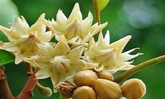 மருத்துவம் நிறைந்த மணக்கும் மகிழம்பூ;