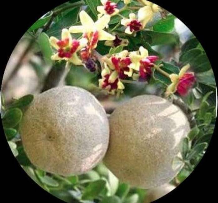 மூலிகைகளின் சிகரம் வில்வம்