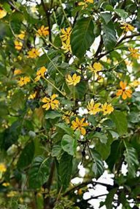 சுத்தமான காற்றை சுவாசிக்க உதவும் ,செண்பக மரங்கள்.